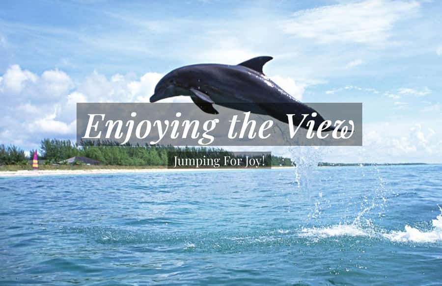 Clearwater: Dolphin Cruise with an Island Adventure - Key points to know before you book