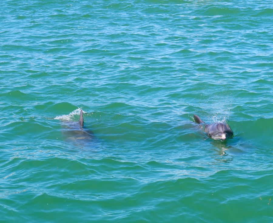 Clearwater: Dolphin Cruise with an Island Adventure - Watching dolphins in their natural habitat