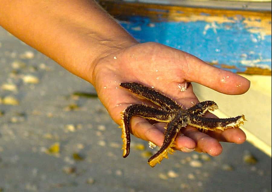 Clearwater: Dolphin Cruise with an Island Adventure - Compass Island and the beach break