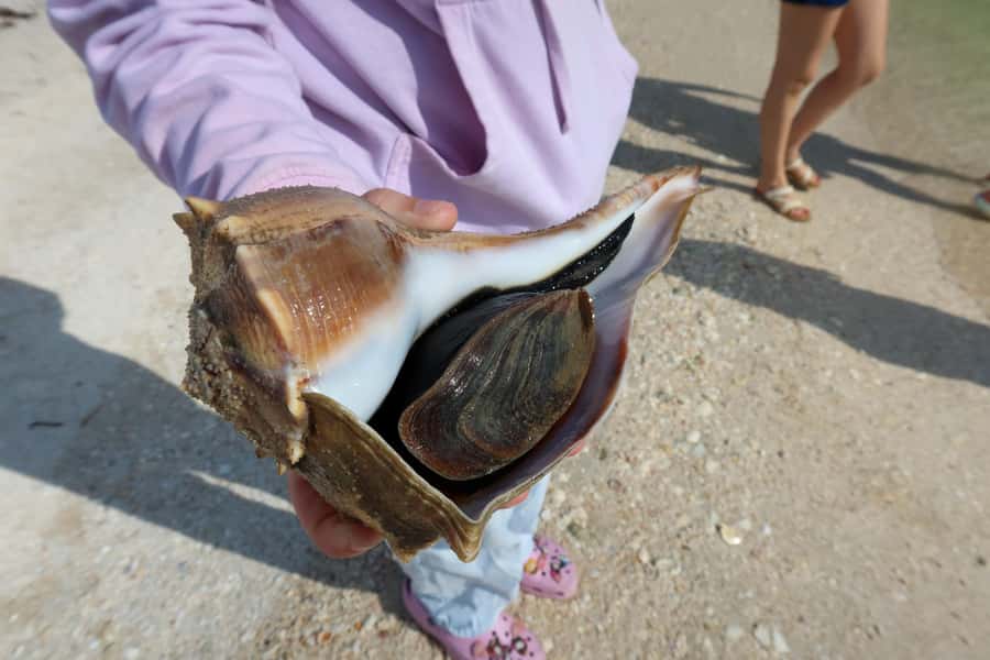 Clearwater: Dolphin Cruise with an Island Adventure - Practical advice for a smooth trip