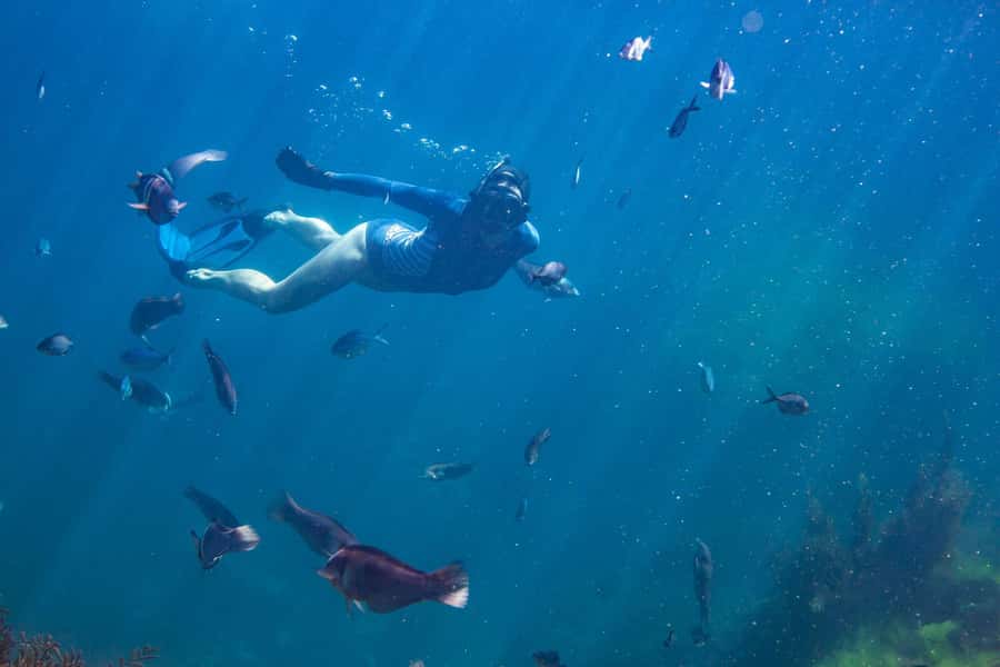 Coromandel: Aldermen Islands Marine Reserve Wildlife Cruise - A guide can shape the whole two hours