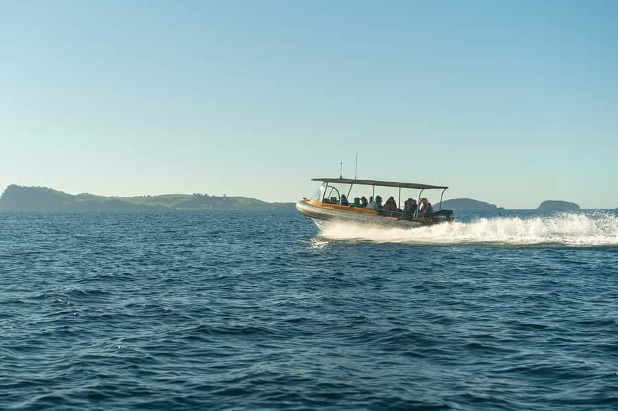 Coromandel: Aldermen Islands Marine Reserve Wildlife Cruise - Should you book the Aldermen Islands cruise?
