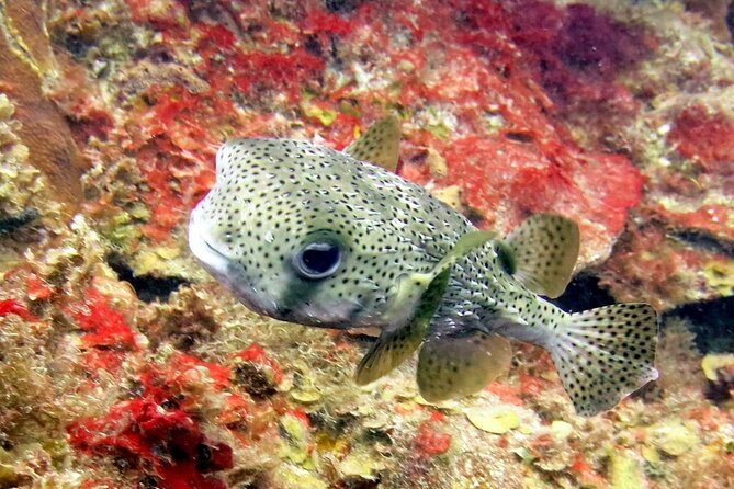 Cozumel Private 4-Hour Boat Tour to Passion Island - Reef, wreck, fish, and clear-water conditions