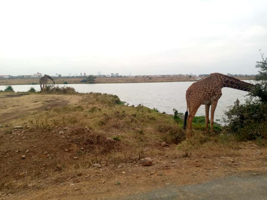 Crescent Island And Boat Ride Day Trip - Why Crescent Island feels different from a regular safari