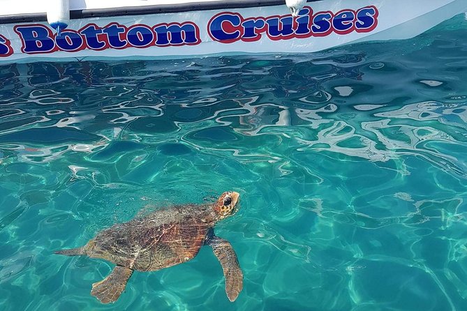 Cruise to turtle's island and caves with a glass bottom boat - Key points to know before booking