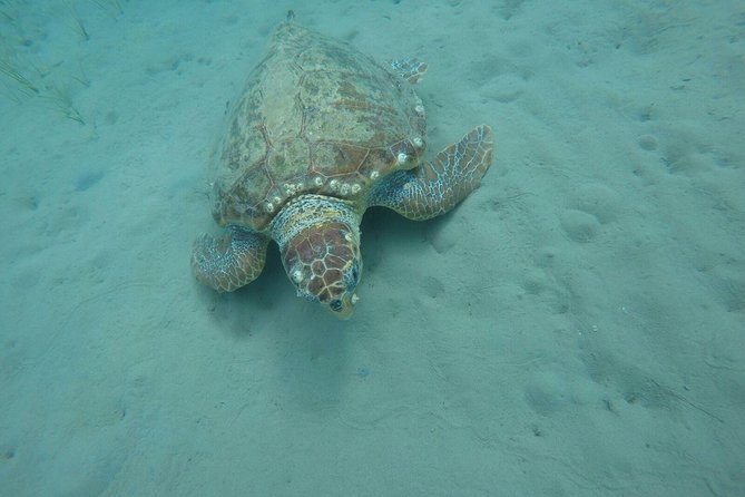 Cruise to turtle's island and caves with a glass bottom boat - Keri Caves and the blue water stop