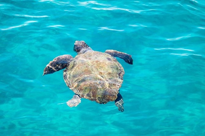 Cruise to turtle's island and caves with a glass bottom boat - What the crew adds to the trip