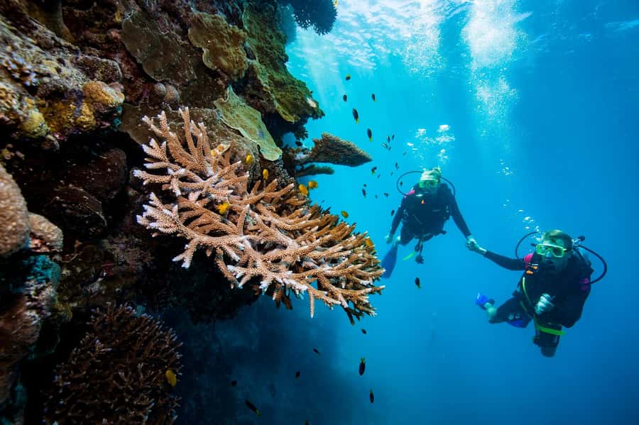 Daydream Island: Great Barrier Reef Adventure Cruise - Lunch, tea, and the long ride home