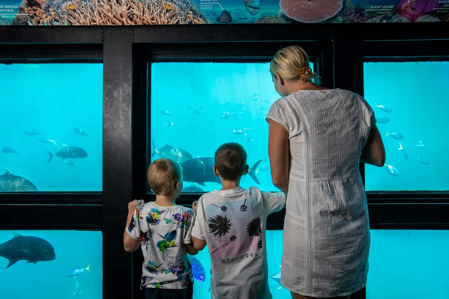 Daydream Island: Great Barrier Reef Adventure Cruise - Should you book the Daydream Island reef cruise?
