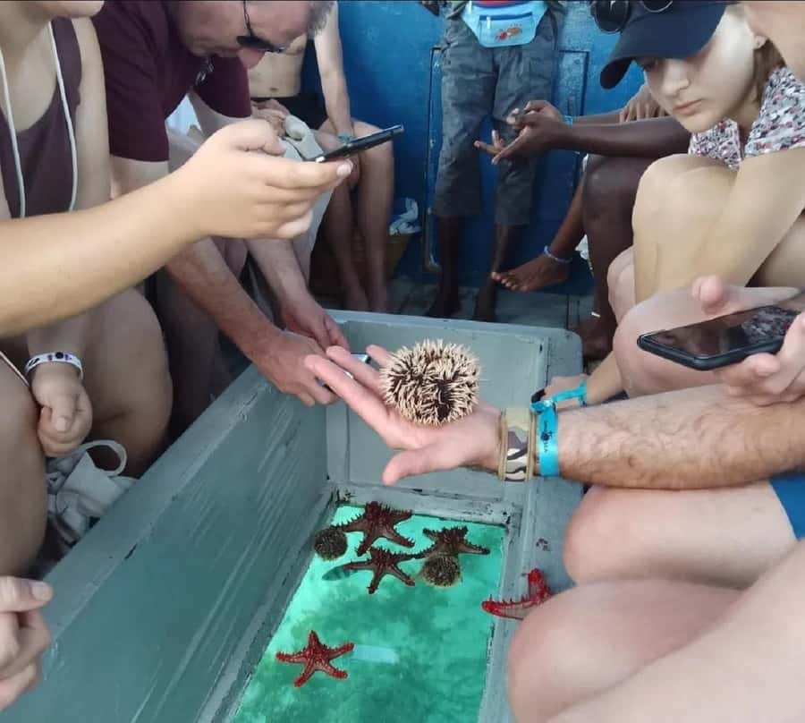 Diani Beach: Glass Boat Cruise to Robinson Island - Snorkeling along the Diani coral reefs