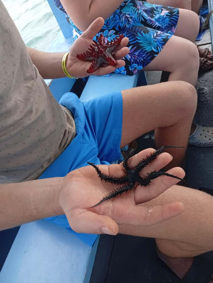 Diani Beach: Glass-Bottom Boat Cruise to Robinson Island - The captain’s underwater show