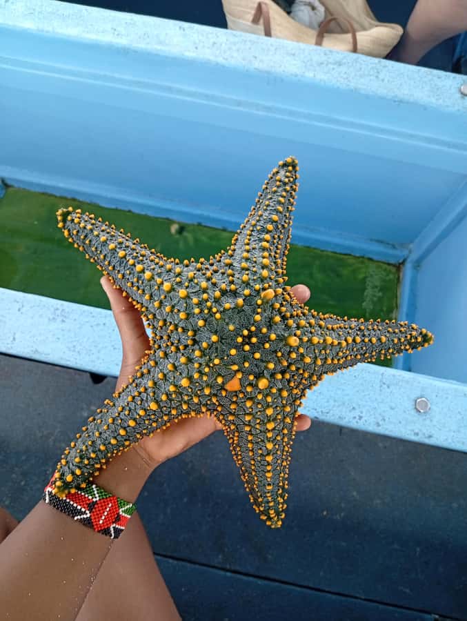 Diani Beach: Glass-Bottom Boat Cruise to Robinson Island - What the $35 price includes
