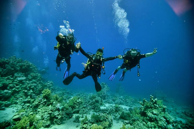 Diving And Snorkeling To Ras Mohamed And White Island By VIP Boat - Key points to know before you book