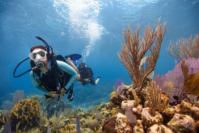 Diving And Snorkeling To Ras Mohamed And White Island By VIP Boat - Is $50 a good price?