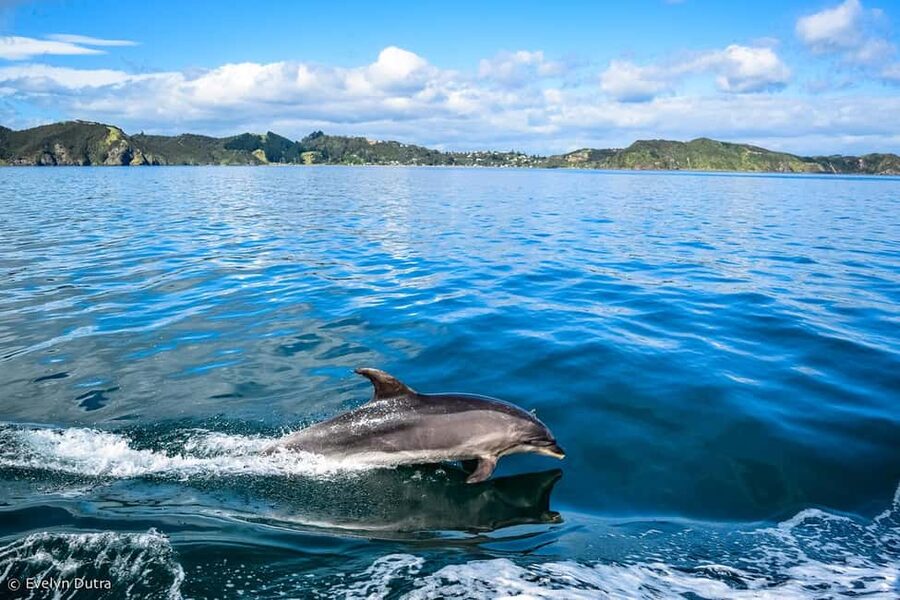 Dolphin Island Full-Day Boat Trip from Side, Turkey - Altınbeşik Cave needs careful clarification