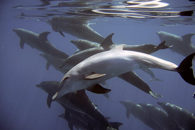 Dolphin Watching + 2 Islands Tour - From Faro - The return through the Ria Formosa
