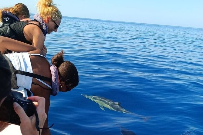 Dolphin Watching + 2 Islands Tour - From Faro - How much value do you get for $72.59?