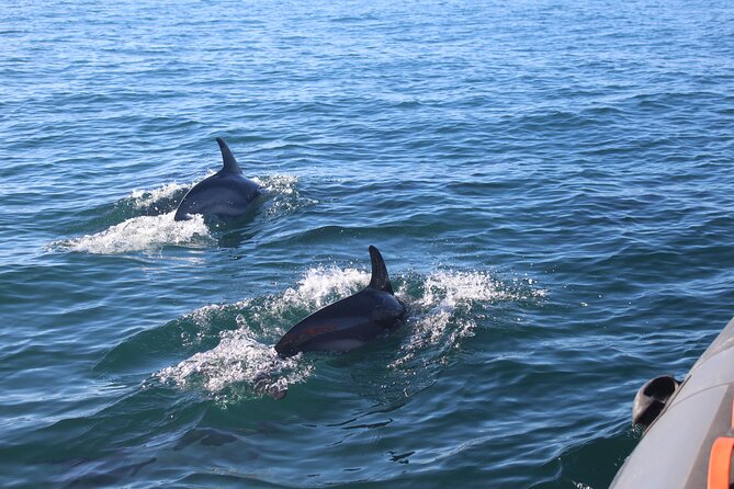 Dolphin Watching + 2 Islands Tour - From Faro - Timing, comfort, and practical details