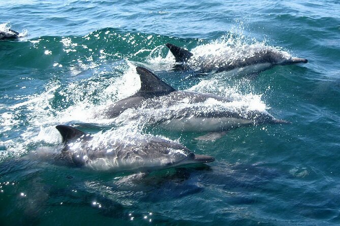 Dolphin Watching + 2 Islands Tour - From Faro - Who will enjoy this Faro morning most?
