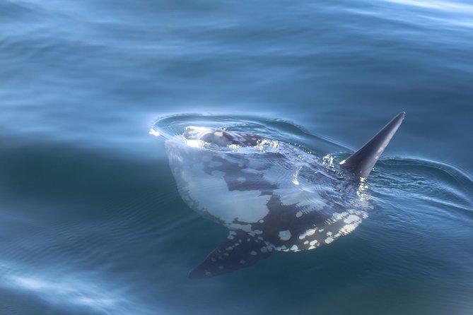 Dolphin Watching + 2 Islands Tour - From Faro - Should you book the Dolphin Watching and 2 Islands Tour?