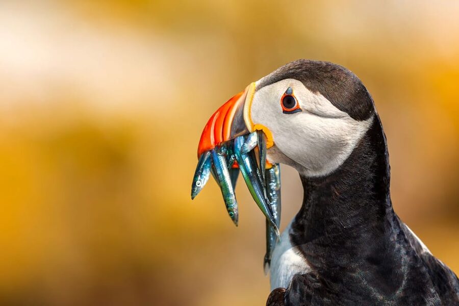 Dublin: Ferry from Howth to Ireland's Eye island - One hour among birds, stone, and sea