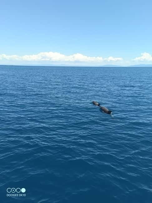 Elba Island boat trips - Passing Colle di Palombaia and the Blue Grotto