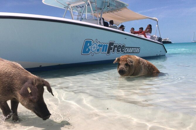 Exuma Island Hopping Swimming Pigs Tour with Lunch from Nassau - Big Major Cay and the swimming pigs