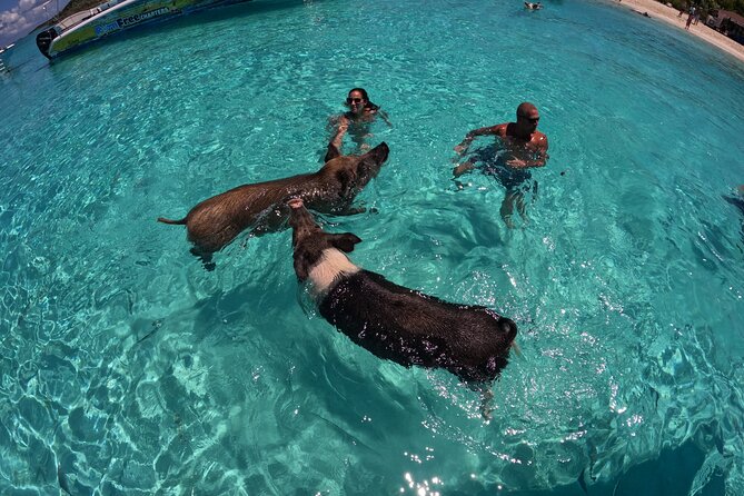 Exuma Island Hopping Swimming Pigs Tour with Lunch from Nassau - A final beach or sandbar stop