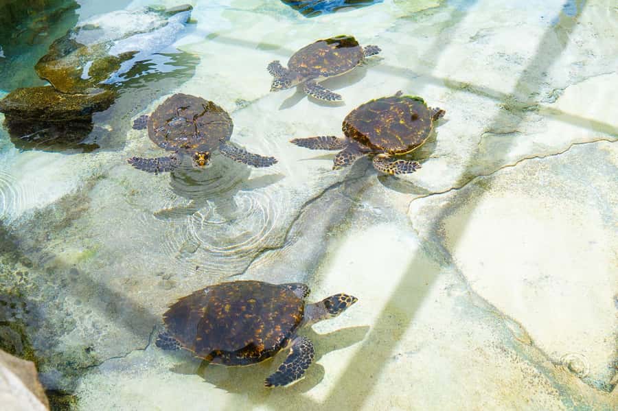 Fiji: Beachcomber Island Day Cruise with Snorkelling - Kokoda making and Fijian cultural time