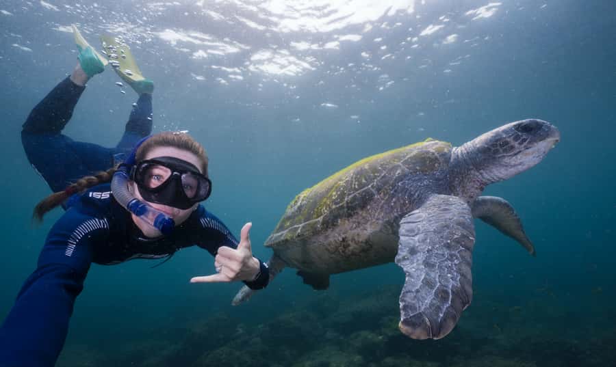 Fingal Head: Cook Island Sea Turtle Snorkel & Boat Transfers - Key points at a glance