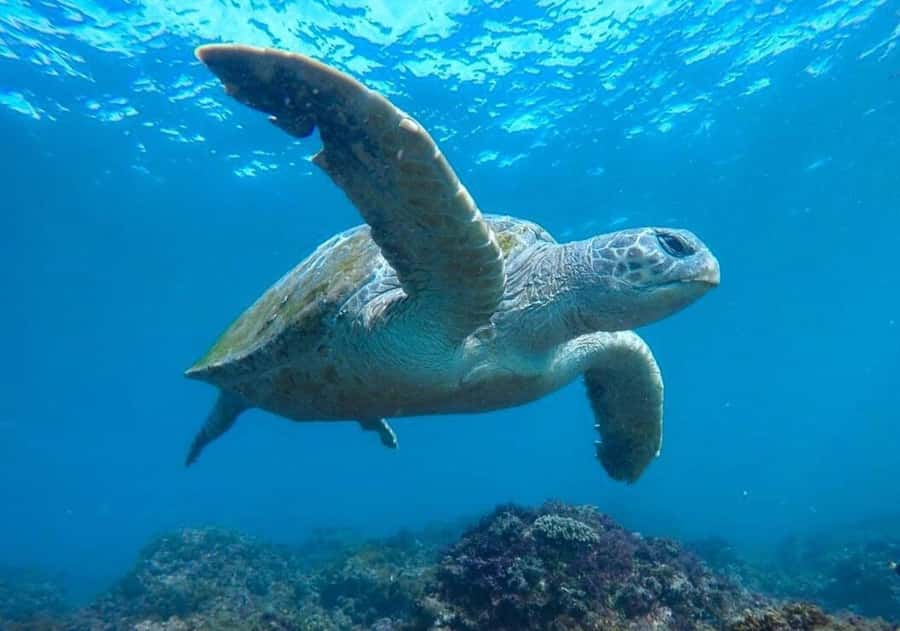 Fingal Head: Cook Island Sea Turtle Snorkel & Boat Transfers - Cook Island, a short ride from Fingal Head