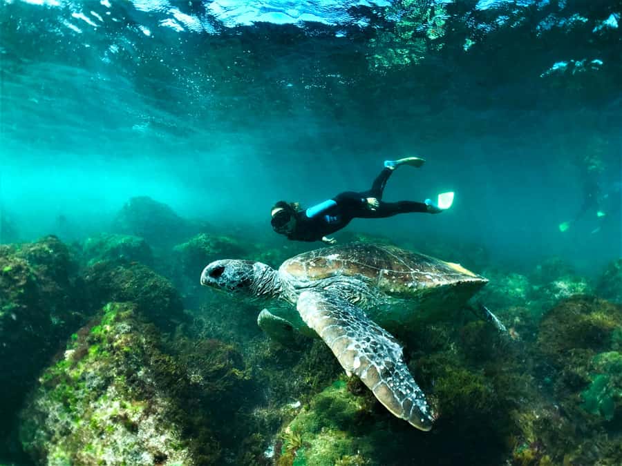 Fingal Head: Cook Island Sea Turtle Snorkel & Boat Transfers - Swimming with Cook Island’s three turtle species