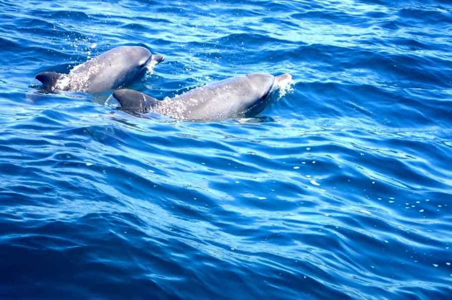 Fingal Head: Cook Island Sea Turtle Snorkel & Boat Transfers - A small group makes the water time easier