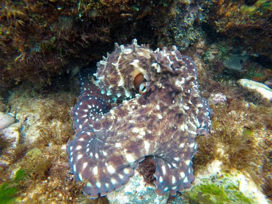 Fingal Head: Cook Island Sea Turtle Snorkel & Boat Transfers - Gear, comfort, and what to bring