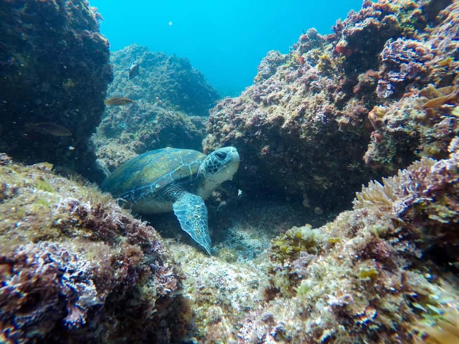 Fingal Head: Cook Island Sea Turtle Snorkel & Boat Transfers - Is $118 a fair price?