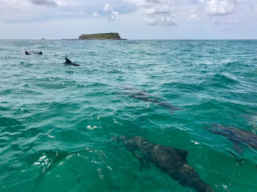 Fingal Head: Cook Island Sea Turtle Snorkel & Boat Transfers - Who should book this snorkel trip?