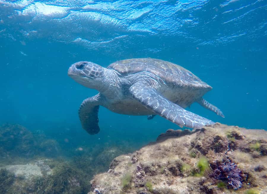 Fingal Head: Cook Island Sea Turtle Snorkel & Boat Transfers - Practical timing and cancellation advice