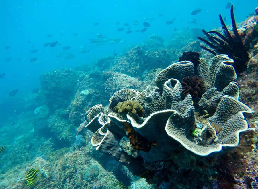 Fingal Head: Cook Island Sea Turtle Snorkel & Boat Transfers - What the 2.5-hour itinerary feels like