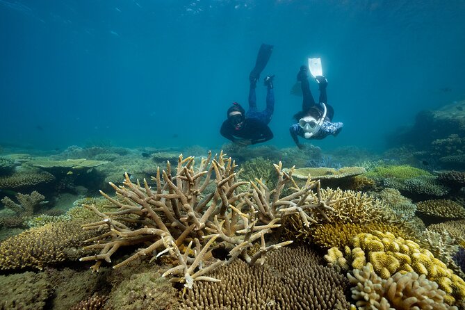 Fitzroy Island Day Trip 11am to 5pm Ferry INC Snorkel Equipment - Key things to know before you go