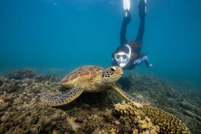 Fitzroy Island Day Trip 11am to 5pm Ferry INC Snorkel Equipment - Five hours on Fitzroy Island National Park