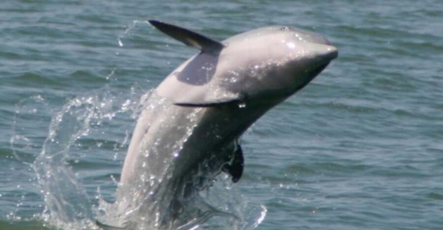 Folly Beach: Morning Dolphin Boat Trip to Morris Island - Should you book the Folly Beach dolphin trip?