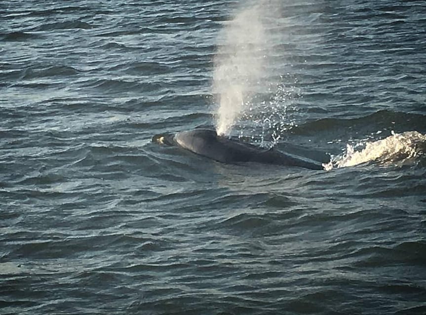 Folly Beach: Morning Dolphin Boat Trip to Morris Island - The weather question and what to pack