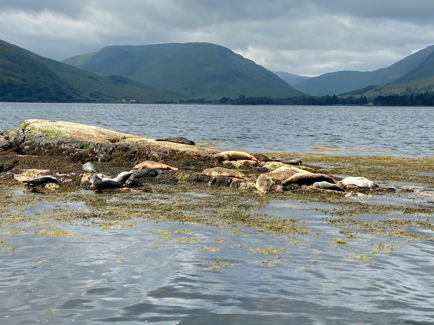 Fort William: Seal Island Boat Tour - Reaching Black Rock, the seal island