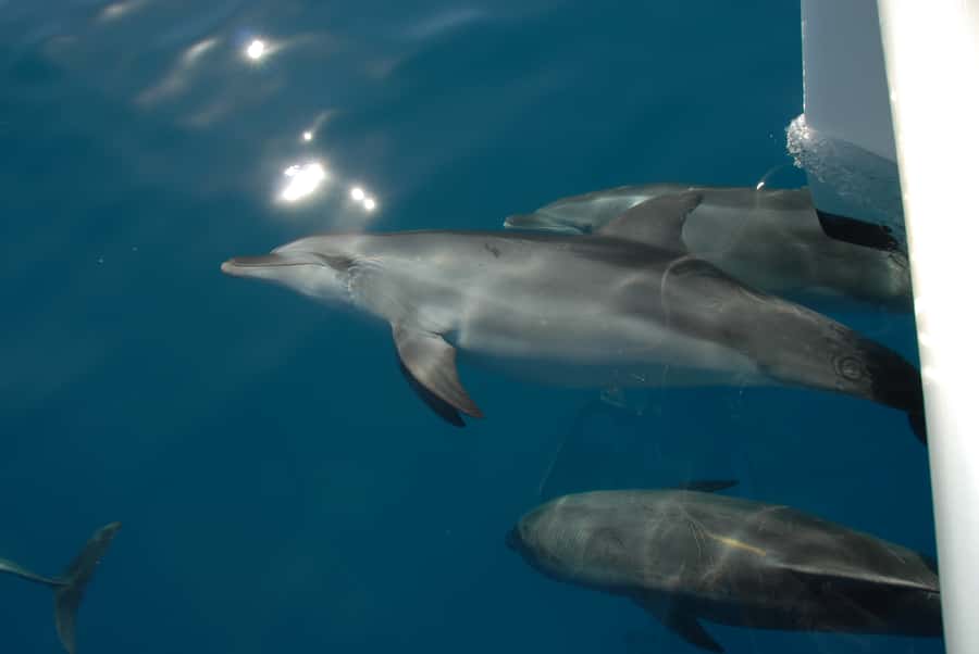 Fraser Island 4-Hour Eco-Sailing Adventure - Should you book the Fraser Island Eco-Sailing Adventure?