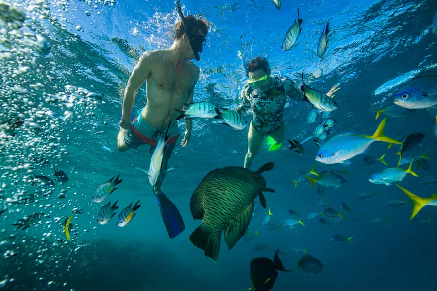 From Airlie Beach: Hook Island Cultural Tour, Sail & Snorkel - Snorkeling off Hook Island