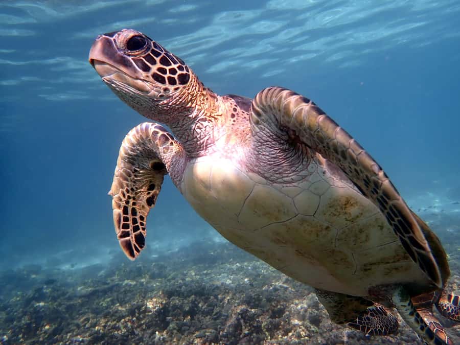 From Al-Seeb: Dimaniyat Islands Boat Trip with Snorkeling - From Al-Seeb Port to the Dimaniyat Islands