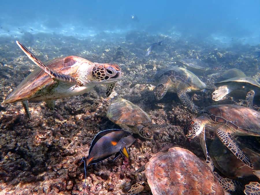 From Al-Seeb: Dimaniyat Islands Boat Trip with Snorkeling - The Black Tip site and its bigger possibilities