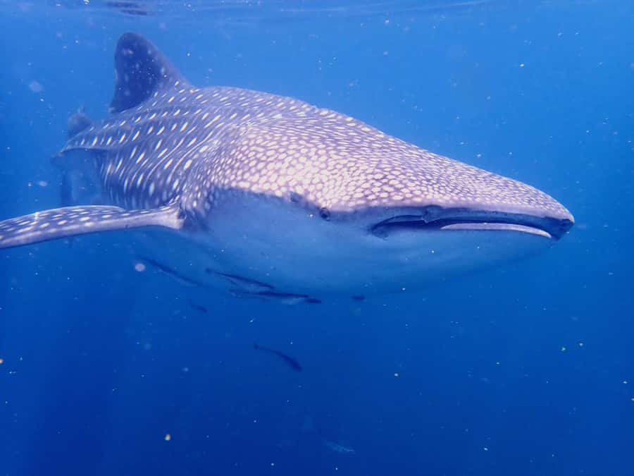 From Al-Seeb: Dimaniyat Islands Boat Trip with Snorkeling - Food, shade, and comfort on the boat