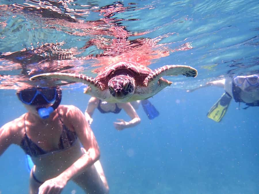 From Al-Seeb: Dimaniyat Islands Boat Trip with Snorkeling - Why the guides matter