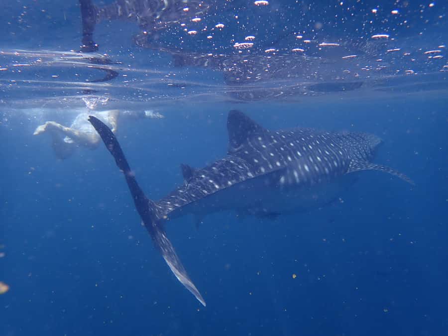 From Al-Seeb: Dimaniyat Islands Boat Trip with Snorkeling - Should you book the Dimaniyat Islands boat trip?